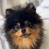 cookie_the_pom_diaries