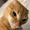 dwyaen