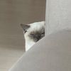 tato_korn27