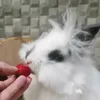 snoopy_cutenoopy