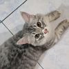 noviana_ilmi