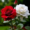 sharmin.khatun471