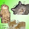 lovecat_281