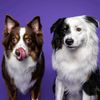 ourlifeinpaws