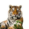 animalsgeography9