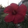 romy.garcia61