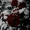 deadly_roses12345