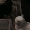 dadi_248