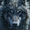 wolf21046