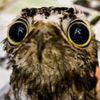 ilike_wet_owls