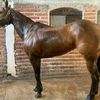 dominguez5875