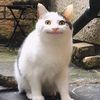 HOOMAN