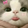 bo_2962000