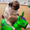 seeamanaboutahorse