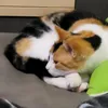 pg13438