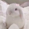 blushyybunnii