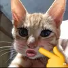 ngan_cutephomaique14