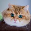 suhosico