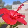 muyassar0486