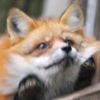 foxxzee4