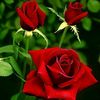 appan.jasi