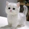 user15834050811542