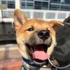 shoto.the.shiba