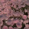 i_vy00096