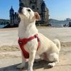 Elko | Traveling Dog