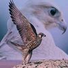 abo.diab01