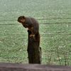 the_goat_2415