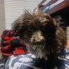 jeffygoat_2