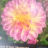 dahlia96577