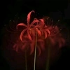 spider_lily02