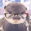pepsidthws1tg