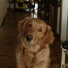 thegoldennamedjunebug