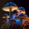 mycology_store