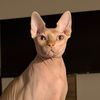 sphynxcute3