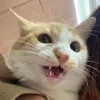 lchau