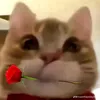 hphatdat