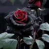 adisadzekoo