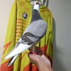 merpati_rimbo_bujang