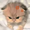 llngu0
