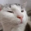 tomsongsigma
