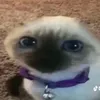 yourfriendlytiktoker69