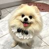 cupidthepompom