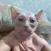 luismanngmx
