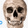 skull.png_202