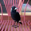 godilovemagpies