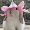bunnie_231211